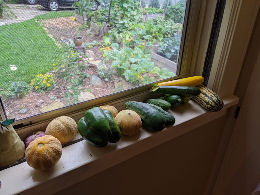 Garden Harvest, Zucchini, Cucumber, Cantaloupe, Bell pepper, Delicata Squash Garden Harvest, Zucchini, Cucumber, Cantaloupe, Bell pepper, Delicata Squash