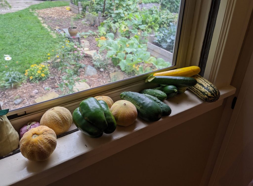 Garden fresh produce in the kitchen windowsill. Melon, peppers, cucumber.