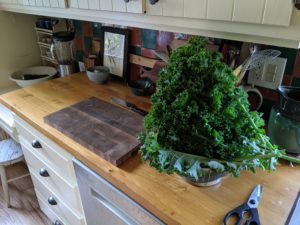 Harvesting kale, huge pile on the kitchen counter to chop and freeze.