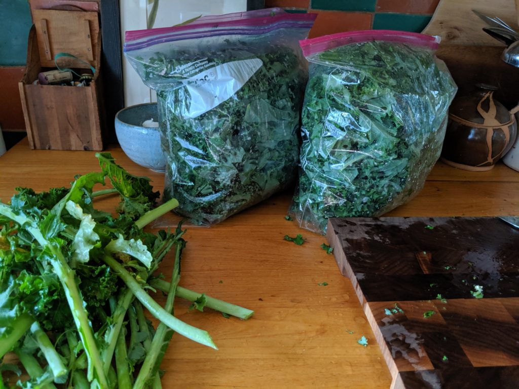 Kale Garden Harvest, cut and bagged for the freezer Kale chopped and in ziplock bags to freeze.