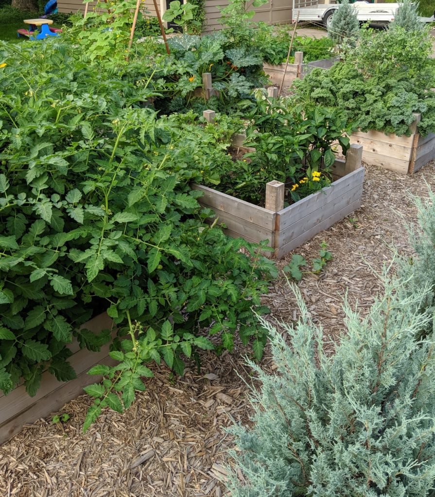 Garden beds full of vegetable plants.