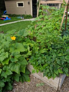 Large squash, cucumber and green bean plants overgrowing their raised bed garden.