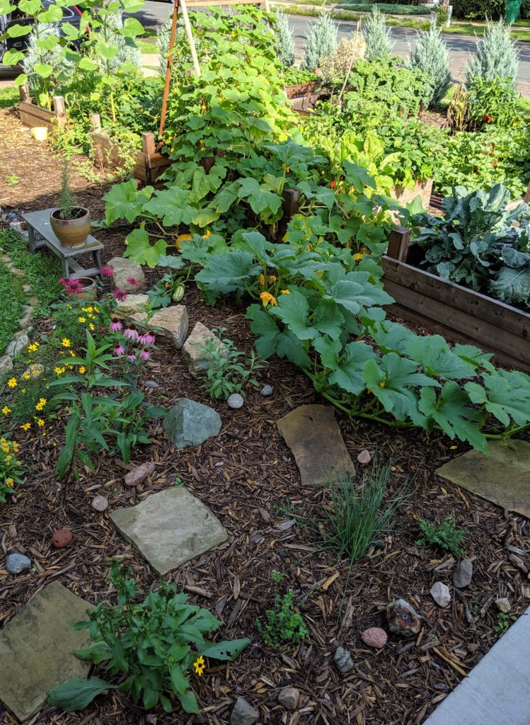 Raised bed garden with vining pumpkins and flowers.