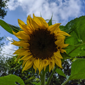 Giant Sunflower in our raised bed garden
