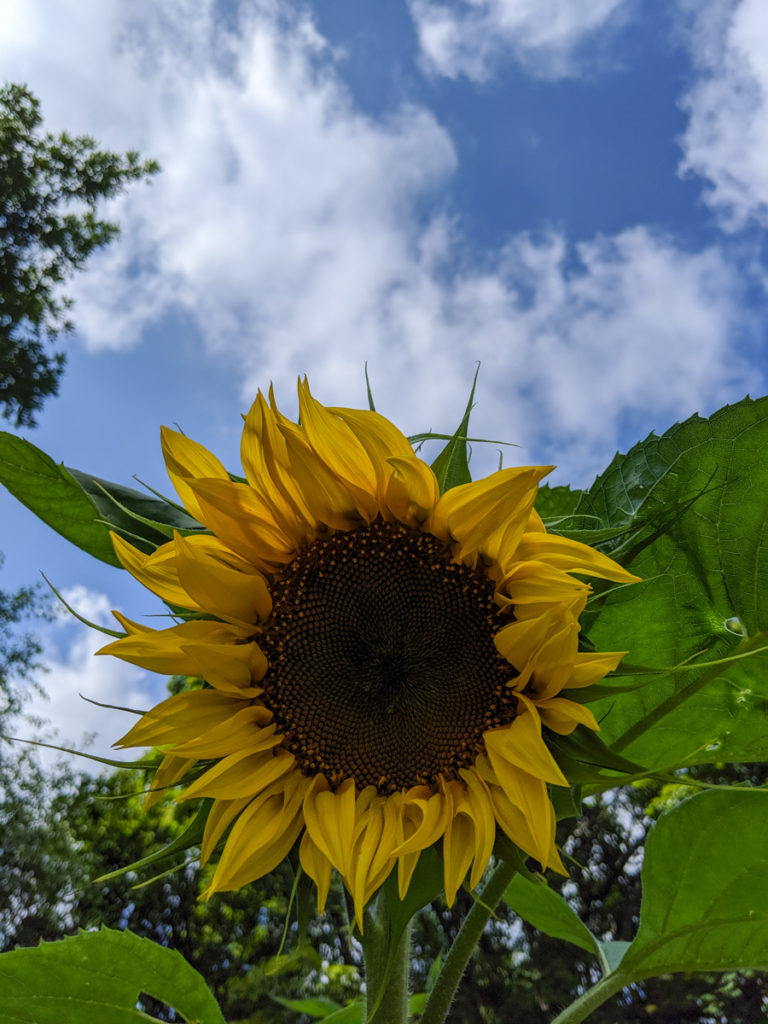 Giant Sunflower in our raised bed garden