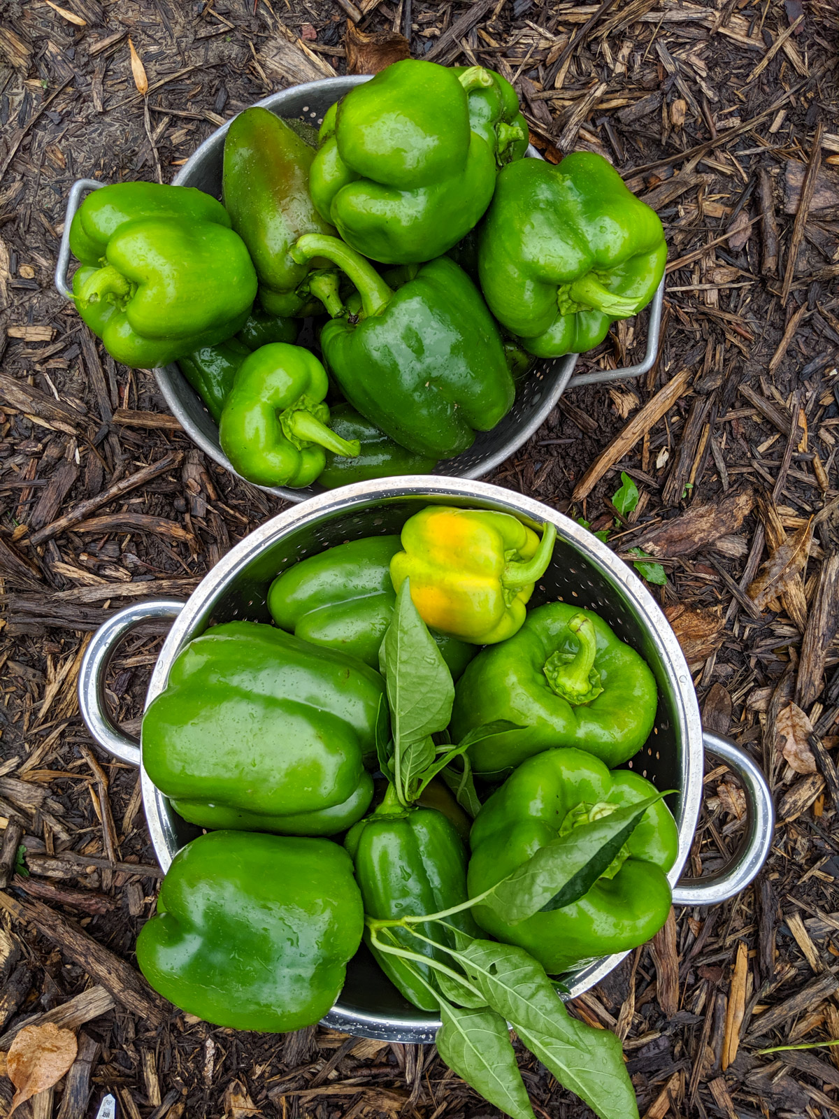 Two bowls of green bell peppers harvested before the cold.