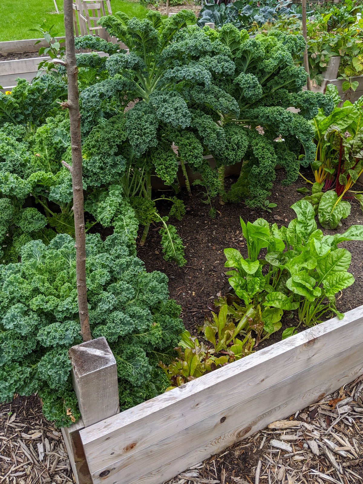 Lots of kale growing in the garden bed.