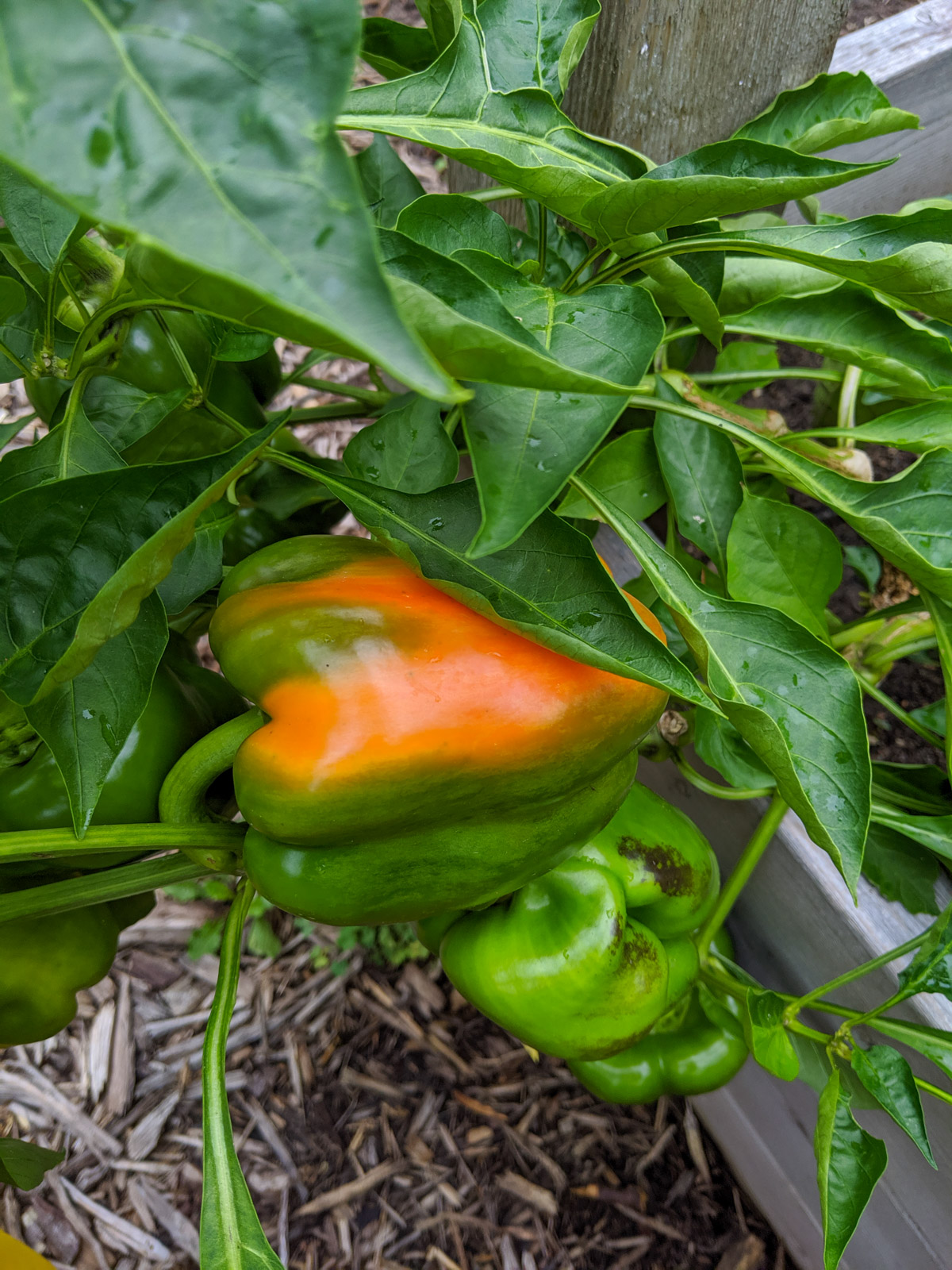 Bell peppers ripening from green to orange on the vine.