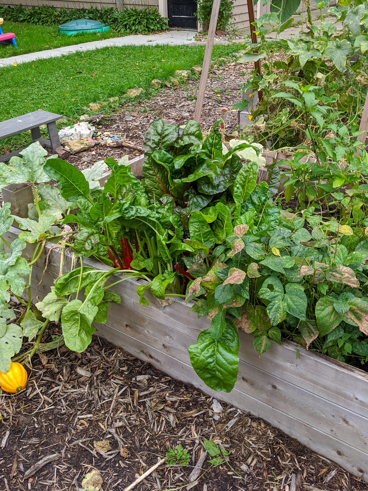 Garden bed with Swiss Chard, a cucumber trellis and winter squash.