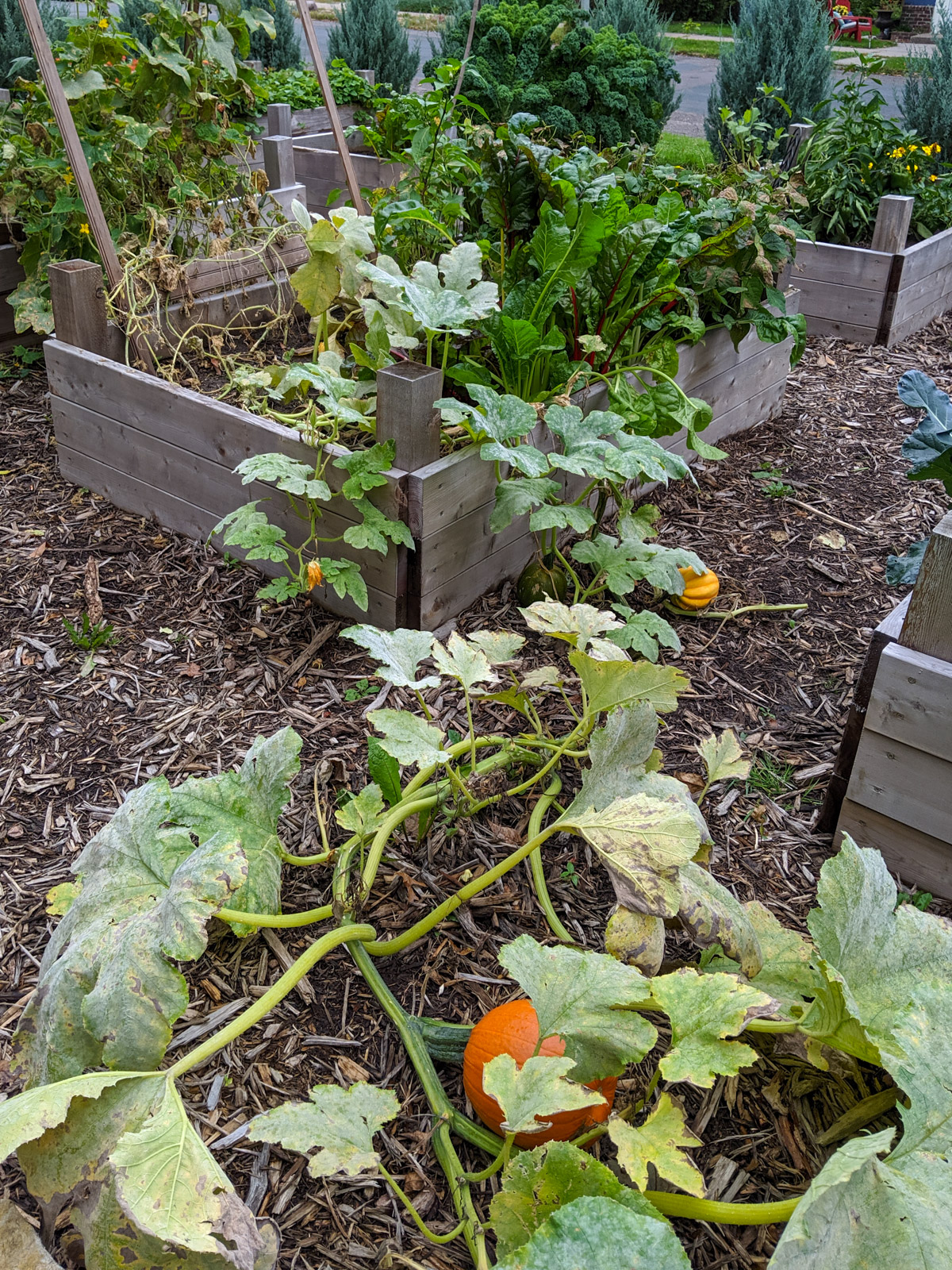 Raised Bed vegetable garden with vining pumpkins nearing the end of the season.