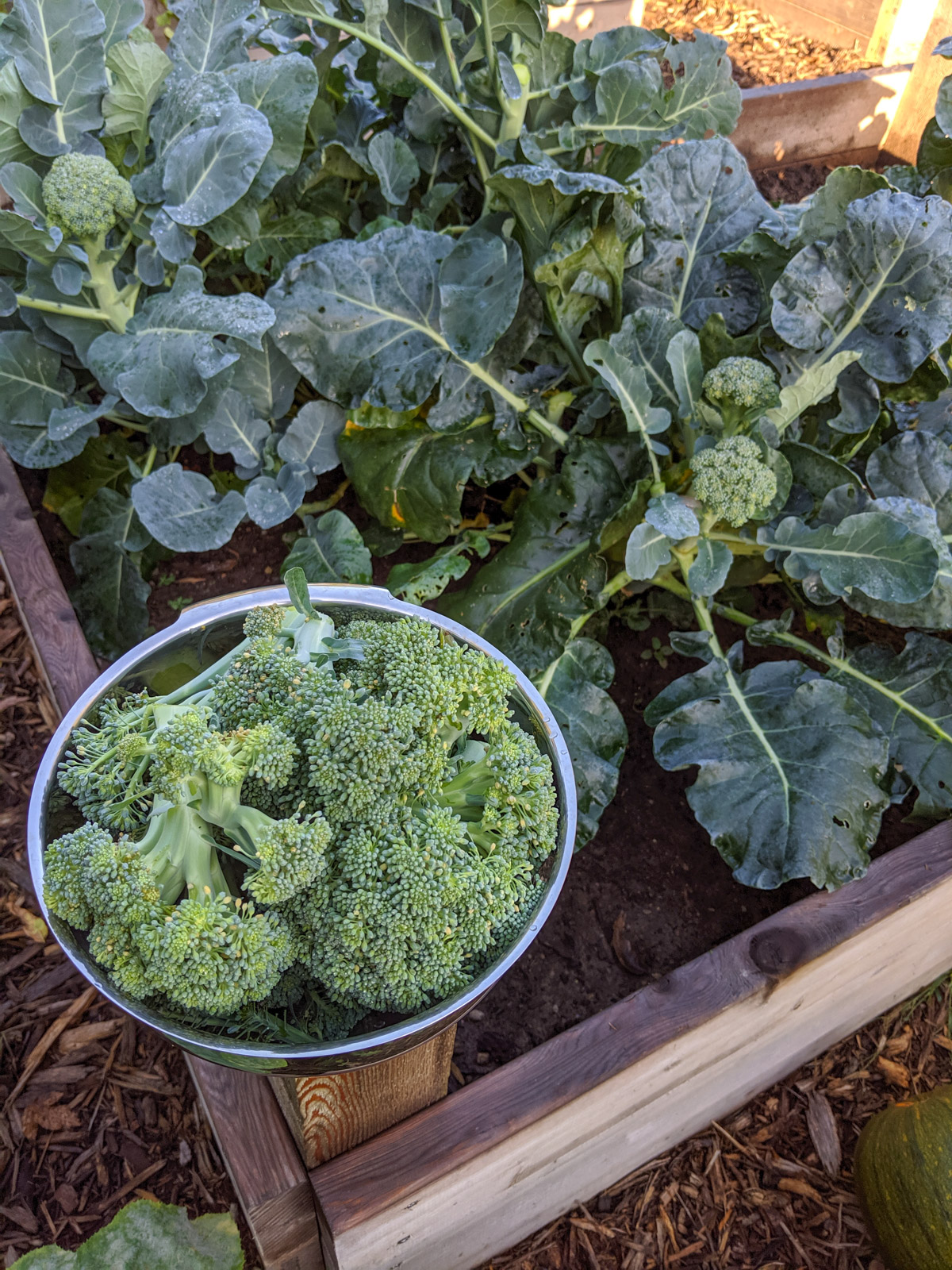 Broccoli plants with a bowl of harvested broccoli.