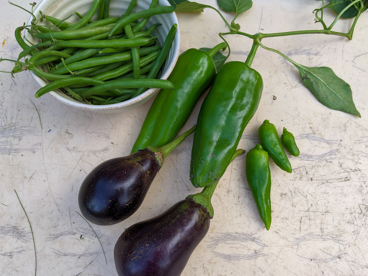 Autumn harvest of eggplant, green chiles, and green beans.