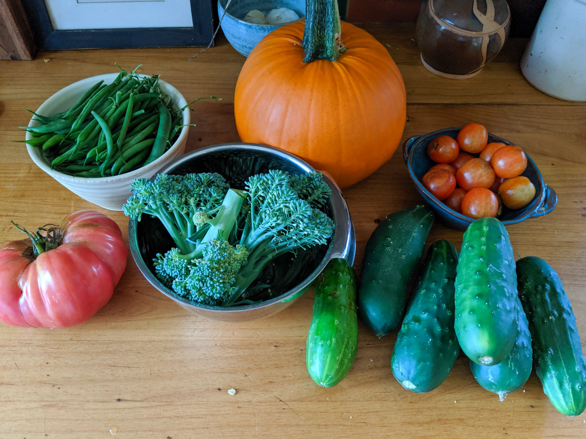 Garden Fresh Produce on the kitchen counter, pumpkin, cucumber, tomato, broccoli, beans.