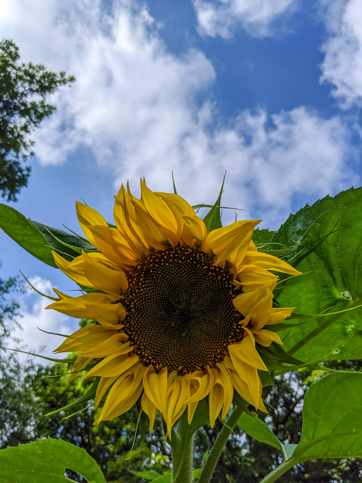 Giant Sunflower in our raised bed garden with the blue sky behind.