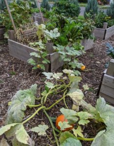 Raised Bed vegetable garden with vining pumpkins.