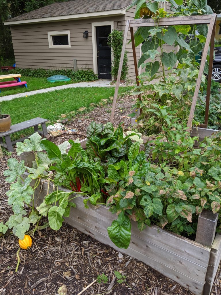 Garden bed with Swiss Chard, a cucumber trellis and winter squash.