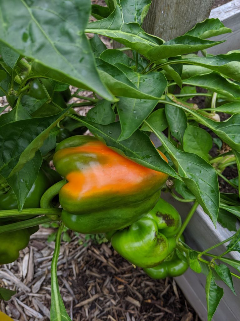 Bell peppers ripening from green to orange on the vine