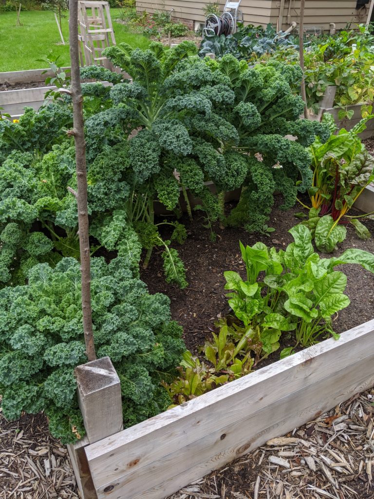 Raised Bed Garden, Kale and Swiss Chard Raised Bed Garden, Kale and Swiss Chard