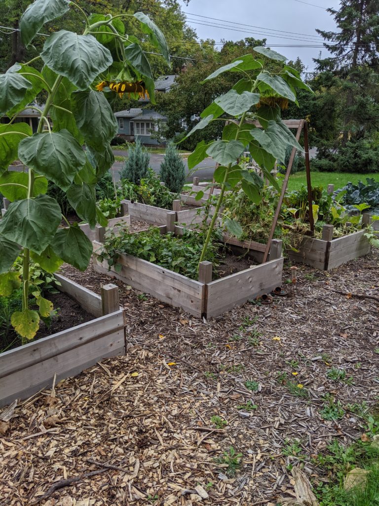 Raised Bed Gardens, end of summer Raised Bed Gardens, end of summer