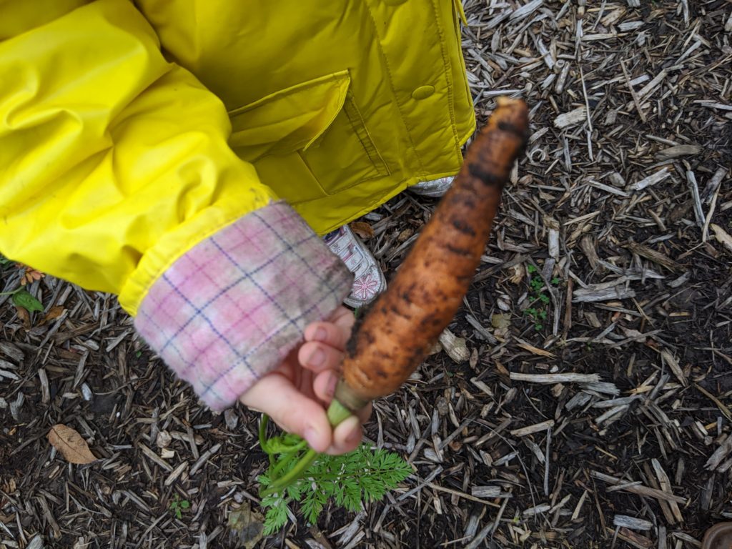 Child harvesting a carrot from the dirt.