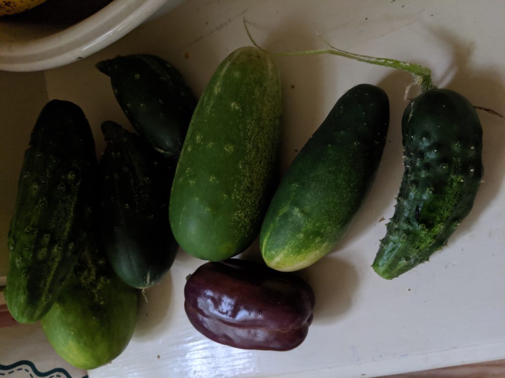 Garden Harvest, lots of cucumbers Garden Harvest, lots of cucumbers