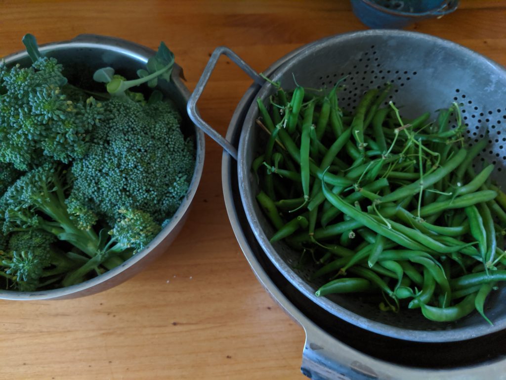 Two bowls of broccoli and green beans harvested from the garden.