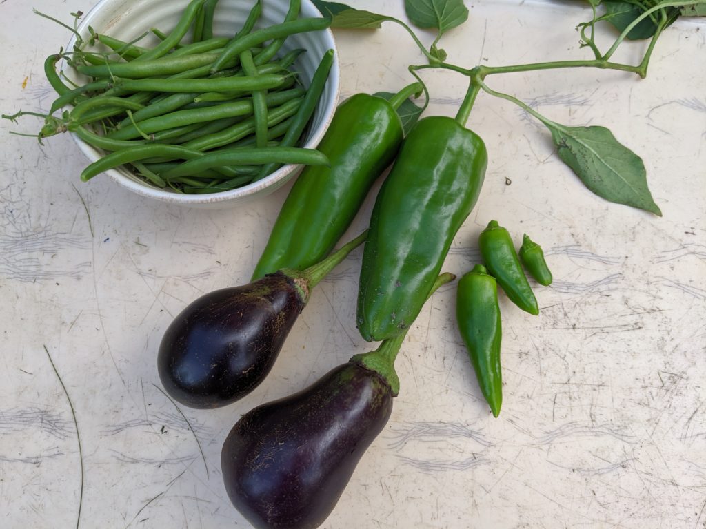 Autumn harvest of eggplant, green chiles, and green beans.