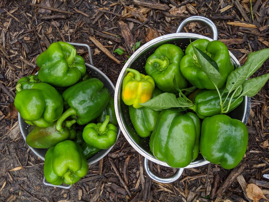 Two bowls of green bell peppers harvested before the cold.