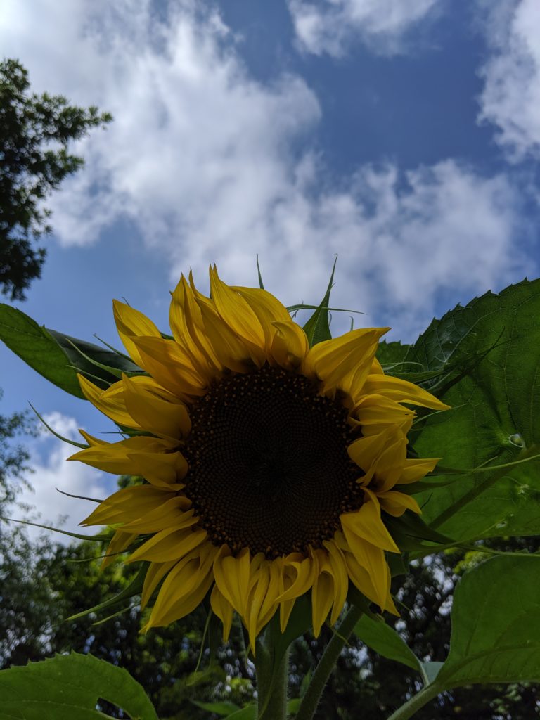 Sunflower in the garden Sunflower in the garden