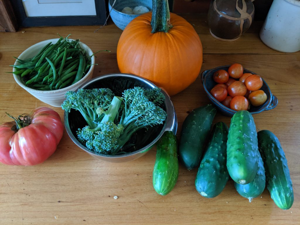 Garden Fresh Produce on the kitchen counter, pumpkin, cucumber, tomato, broccoli, beans.