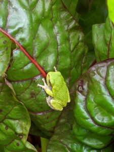 A little green frog found on a Swiss Chard leaf.