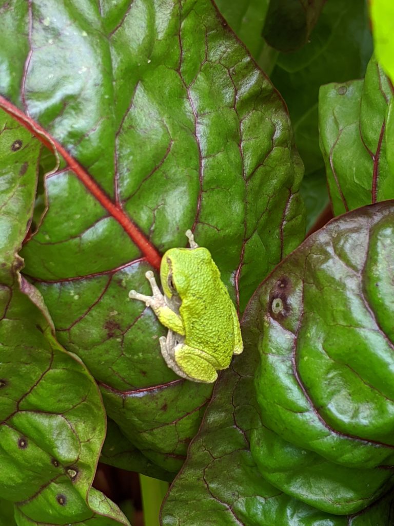 Green frog visiting the garden Green frog visiting the garden