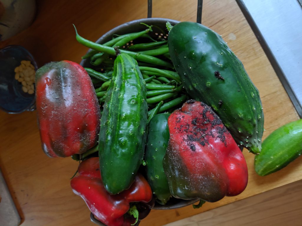 Garden Harvest, red bell peppers, cucumber and green beans Garden Harvest, red bell peppers, cucumber and green beans