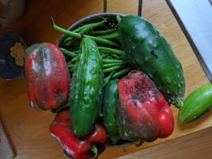 A bowl of garden fresh produce, bell pepper, cucumber and green beans.