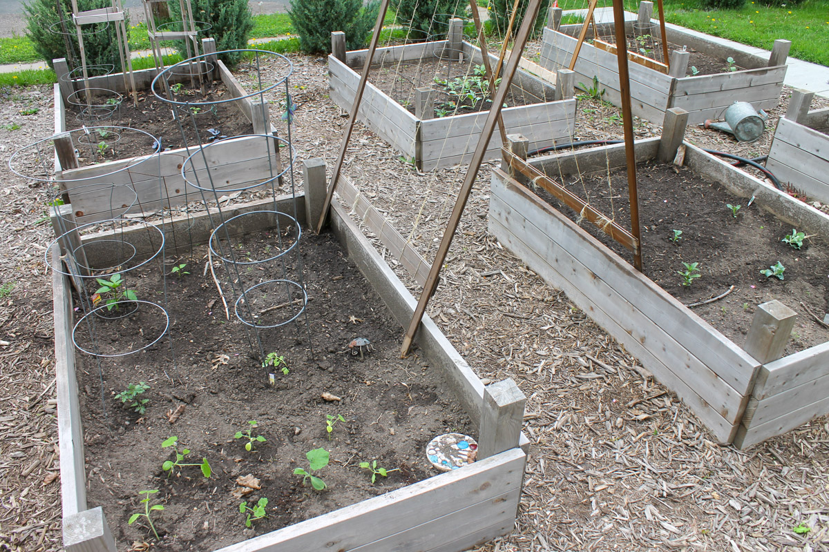 Raised bed veggie garden boxes planted with tiny plants.