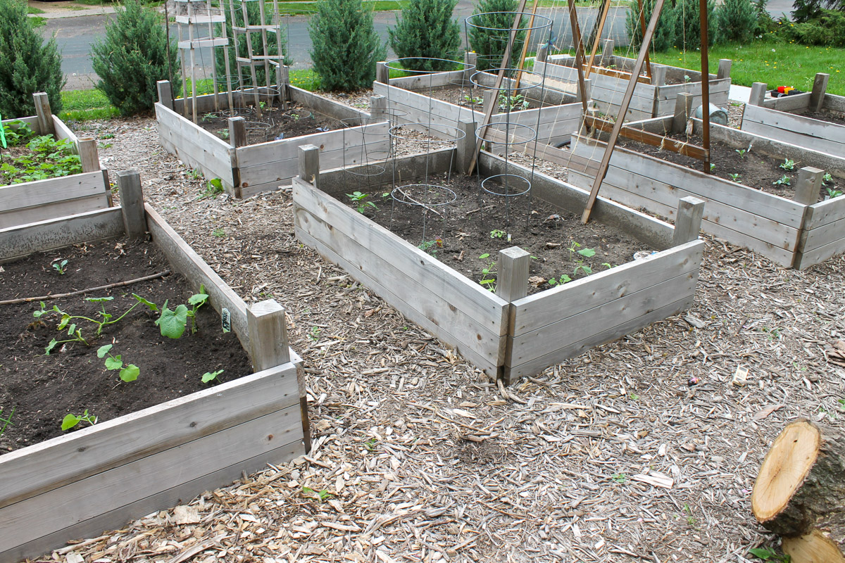 Planting day in a raised bed vegetable garden with small plants in the soil.
