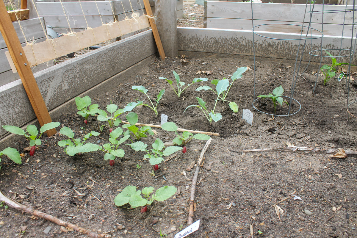 Radishes growing in a garden.