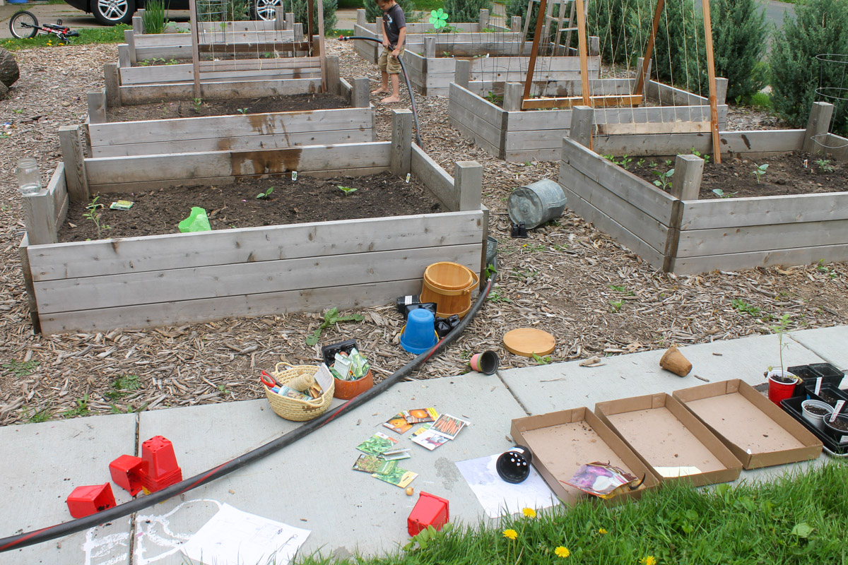 Raised bed vegetable gardens on planting day with empty containers, seed packets and the hose in a mess.