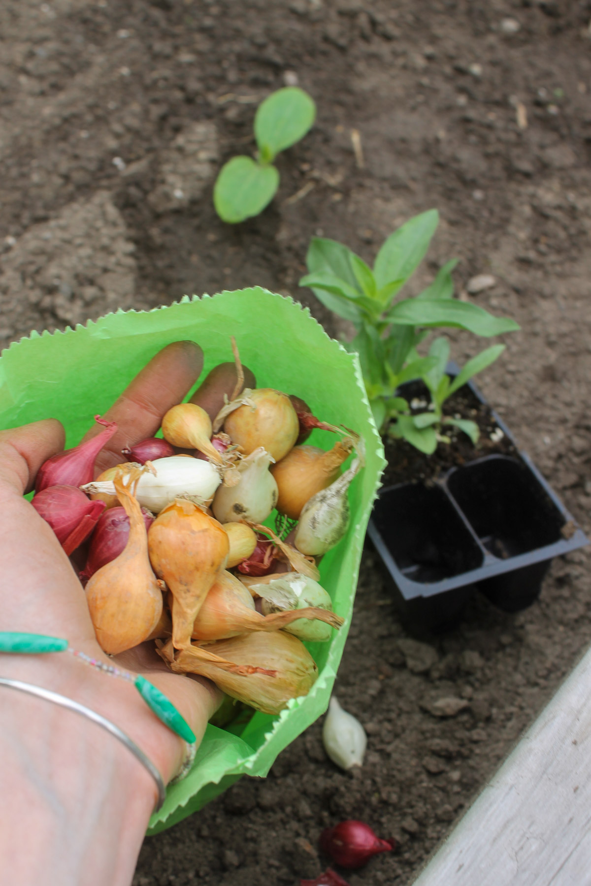 A handful of tiny onion bulbs to plant in the garden.