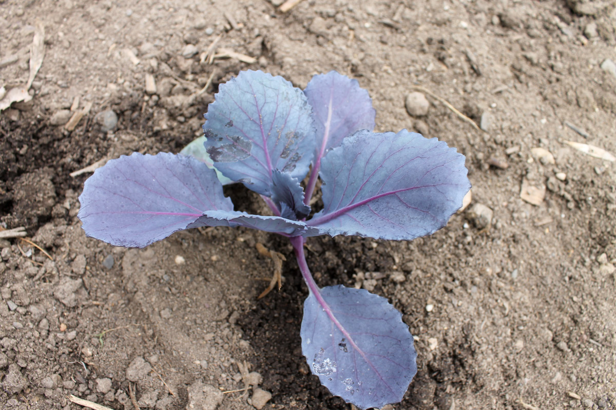 A tiny purple cabbage plant in the garden.