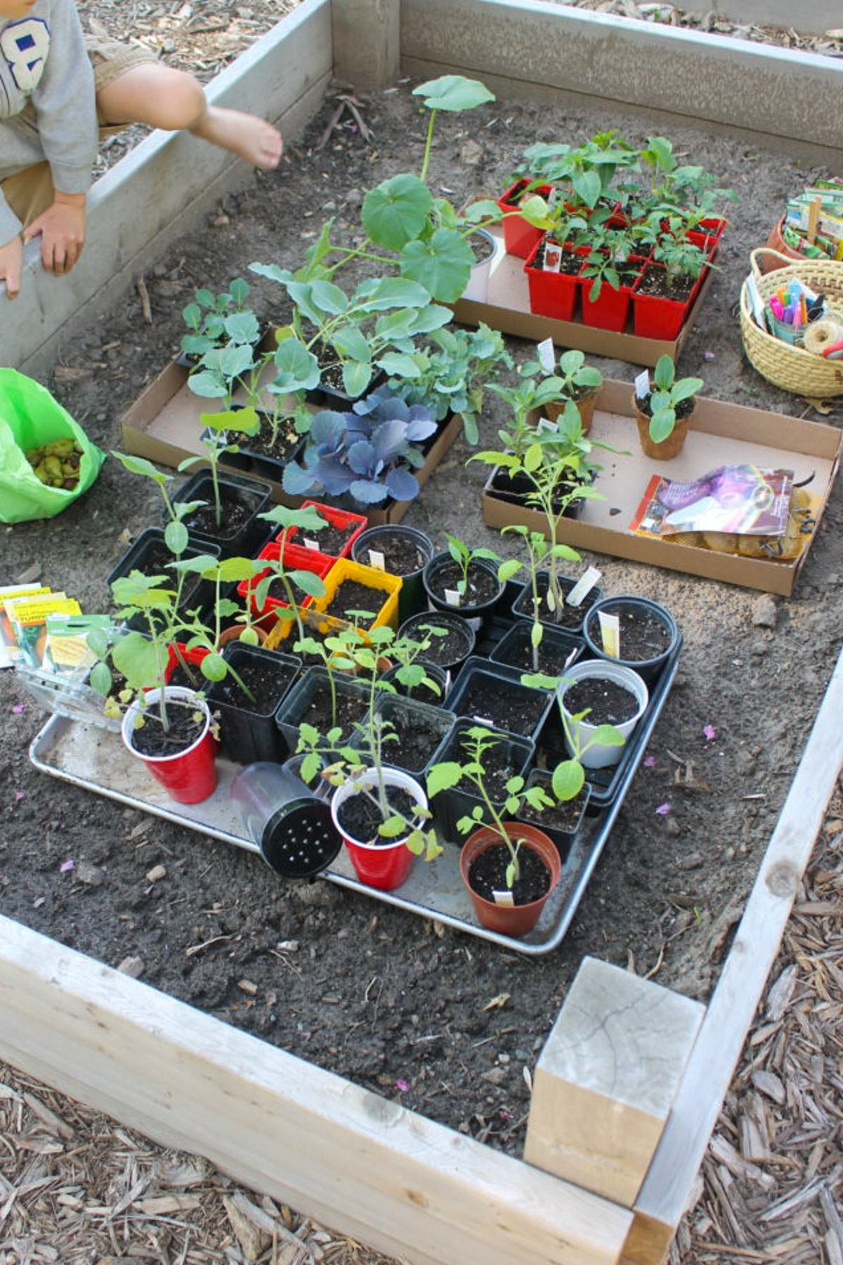 A raised garden bed full of starter plants on planting day with a kid climbing in.