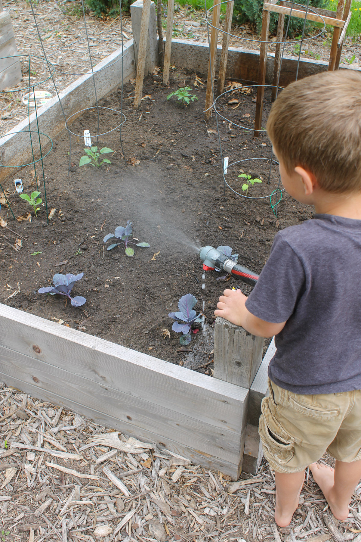 A child watering the veggie garden with a garden hose.