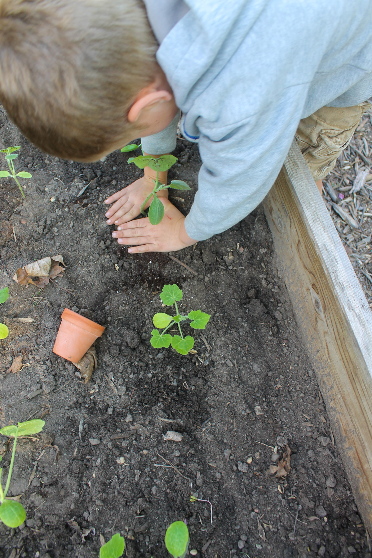 A child planting a squash plant in the garden.