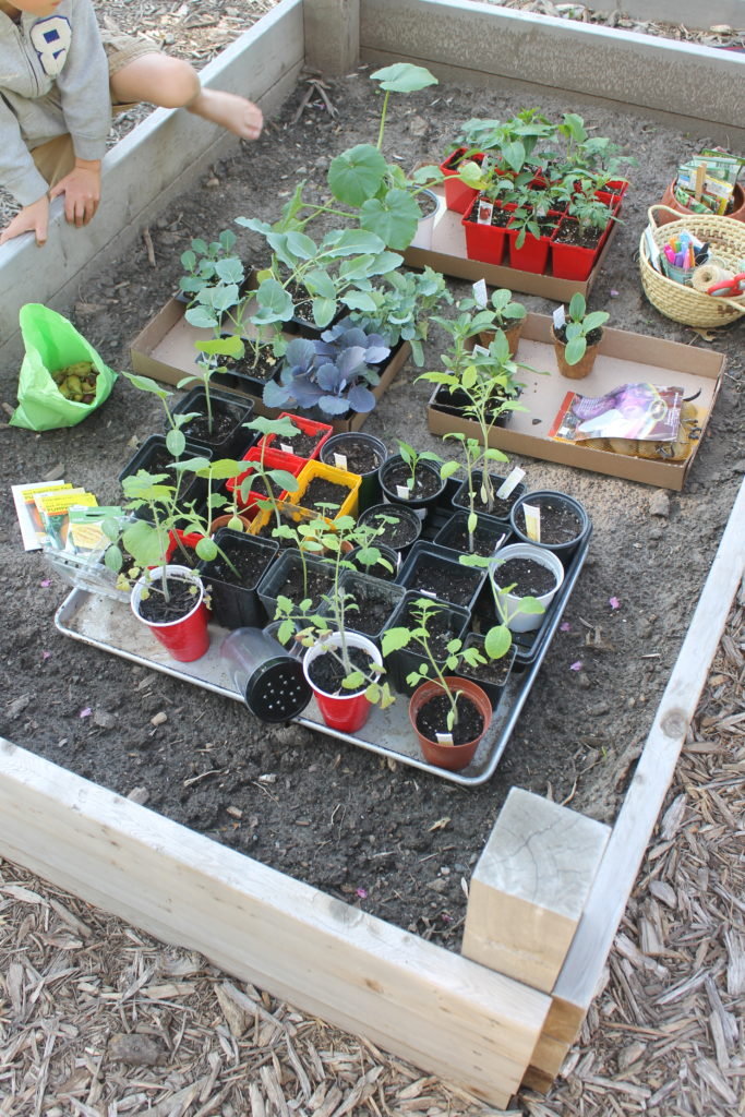 Planting vegetables in our raised bed garden