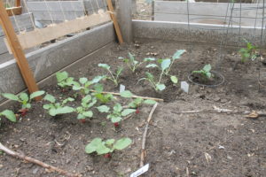 garden fresh produce, growing radish