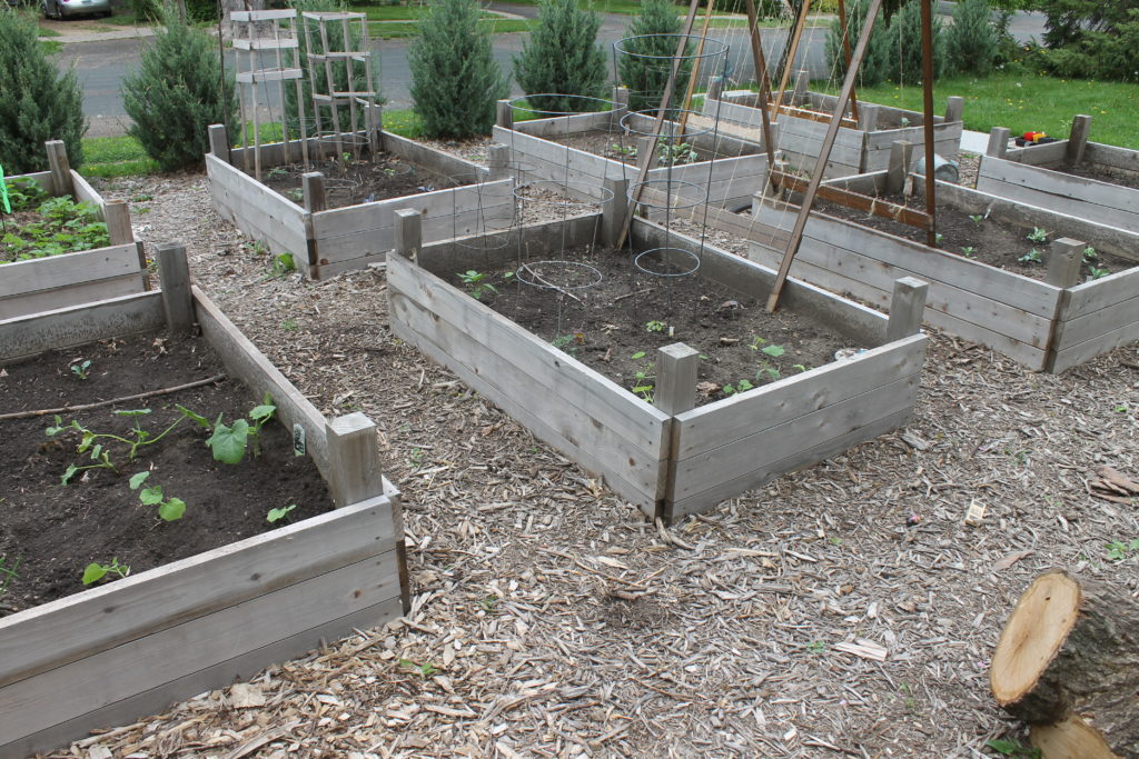 Planting a raised bed vegetable garden