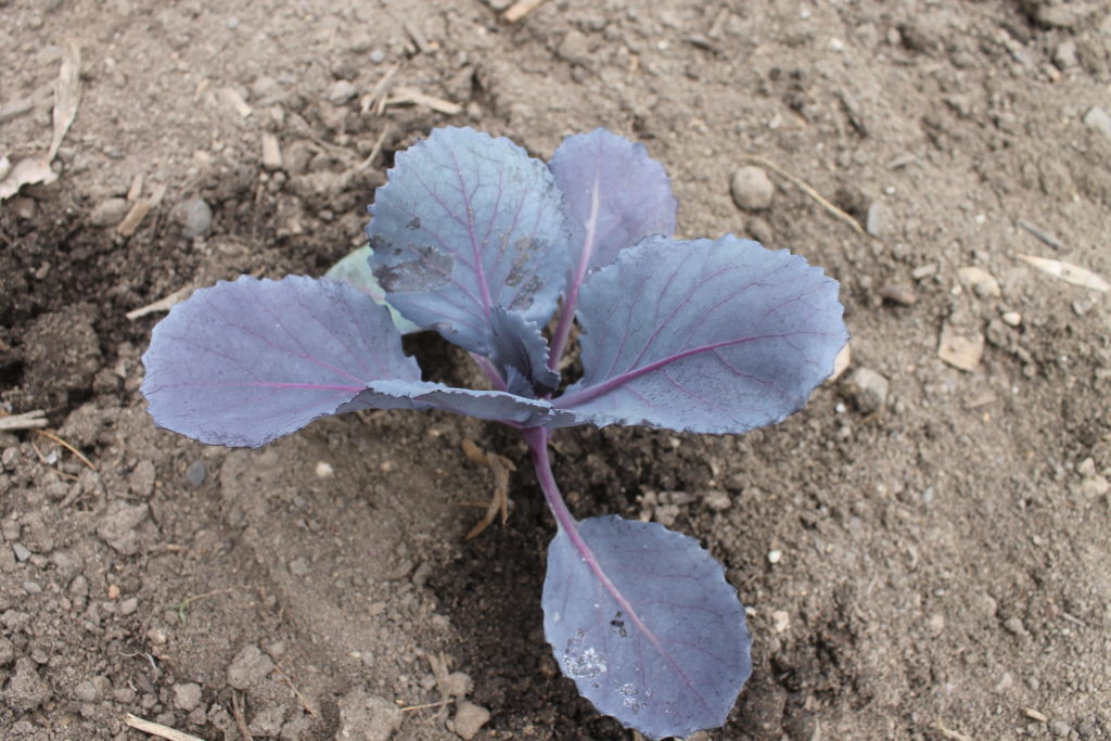 garden fresh purple cabbage