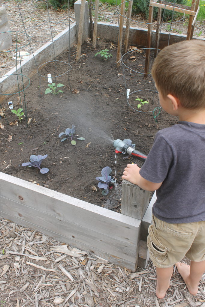 Kids helping in the garden, watering plants Kids helping in the garden, watering plants