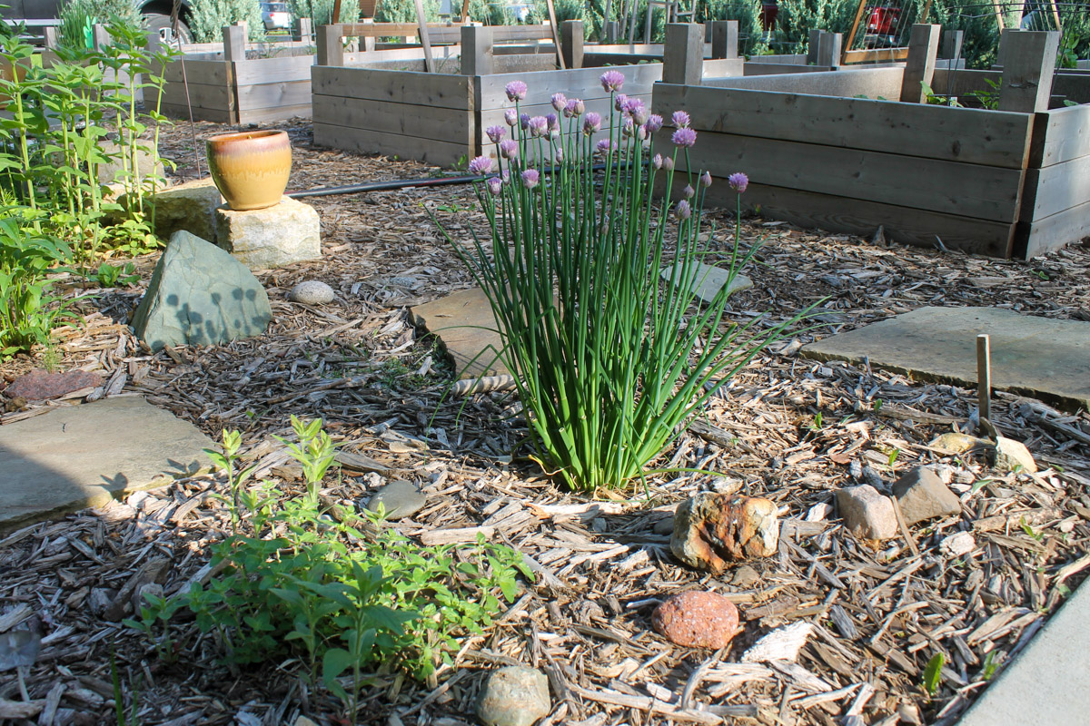 Garden fresh chives with purple flowers growing near raised garden beds.