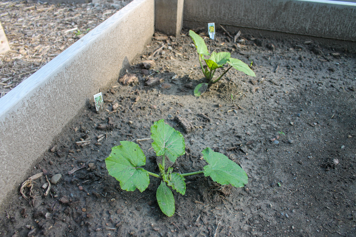 Small zucchini vegetable plants staring to grow in the garden.